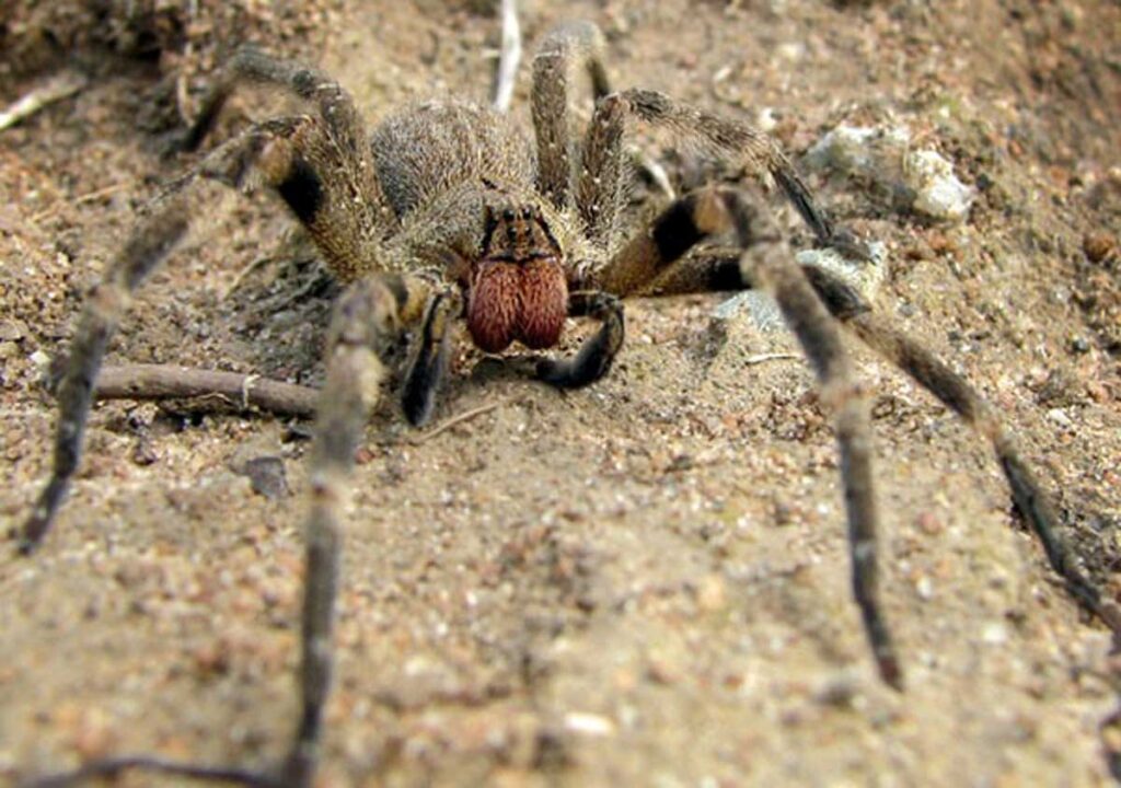 La araña errante brasileña vive en ciertas regiones de sudamérica.