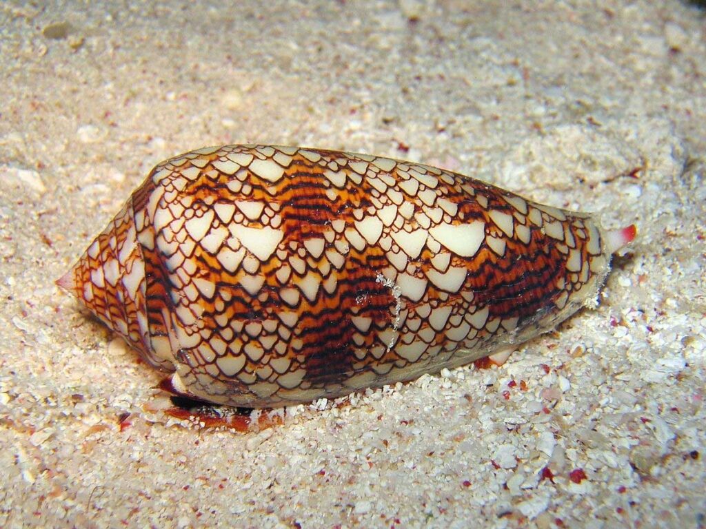 El caracol cono, aunque no es agresivo, posee uno de los venenos más letales.