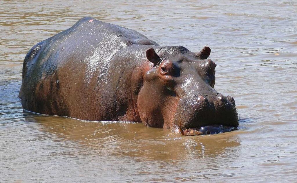 La territorialidad del hipopótamo lo convierte en uno de los animales más peligrosos del planeta tierra.