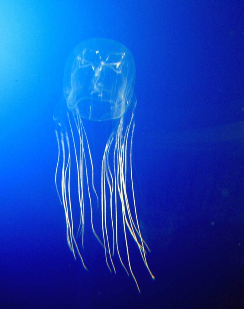 La medusa de caja se encuentra en las aguas del pacífico.