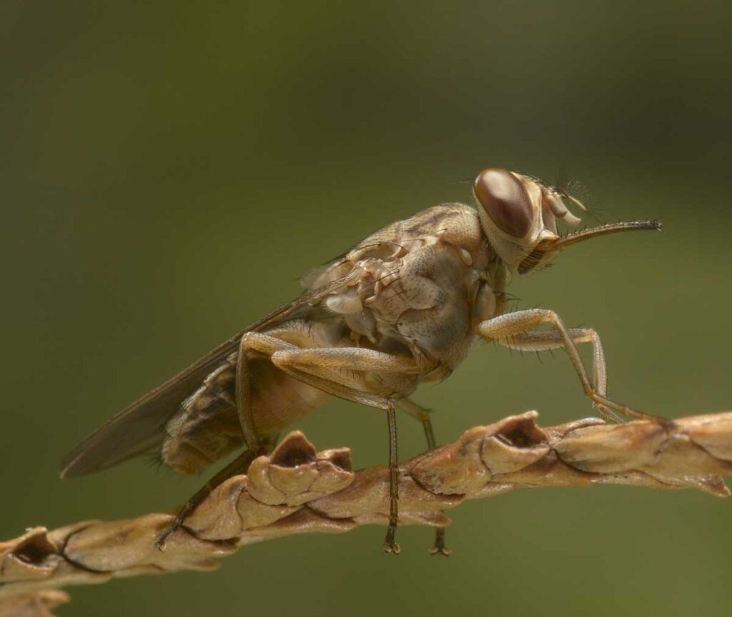 La mosca tsetse transmite enfermedades y provoca la muerte de muchas personas en todo el mundo.