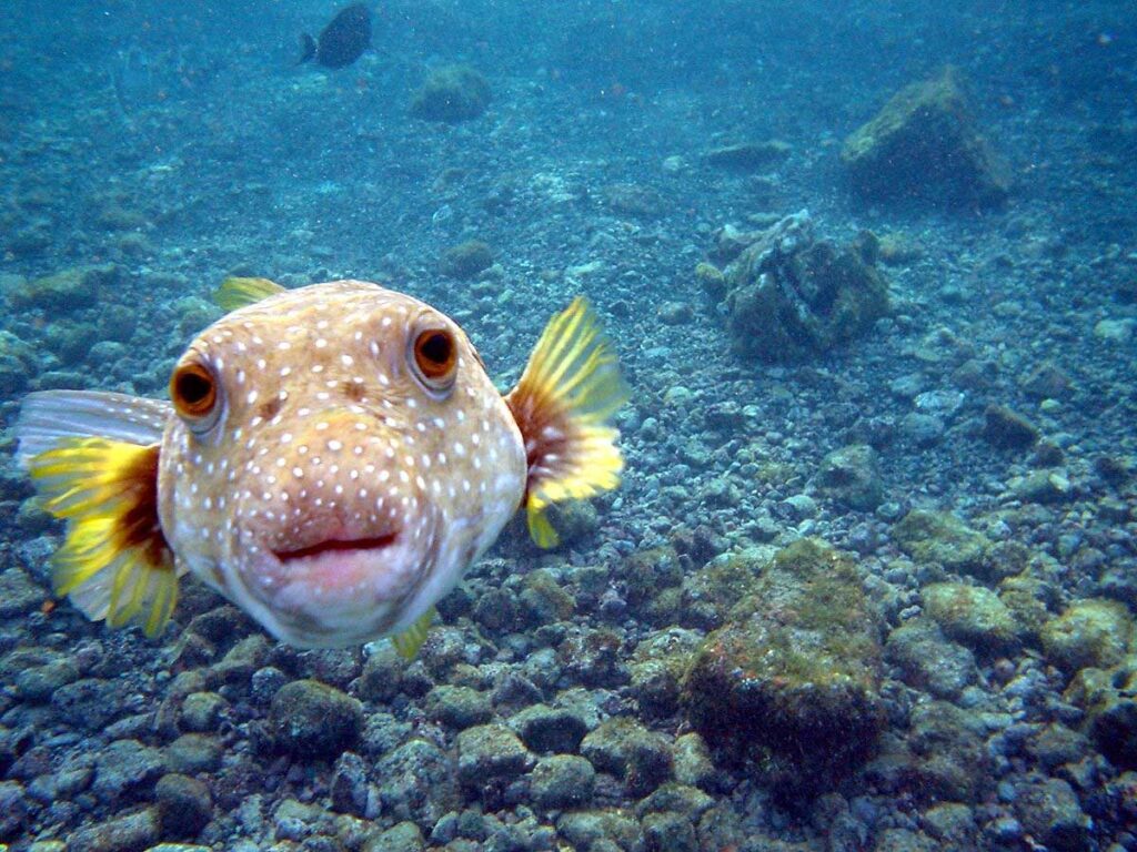 El pez globo es uno de los animales que posee una toxina letal.