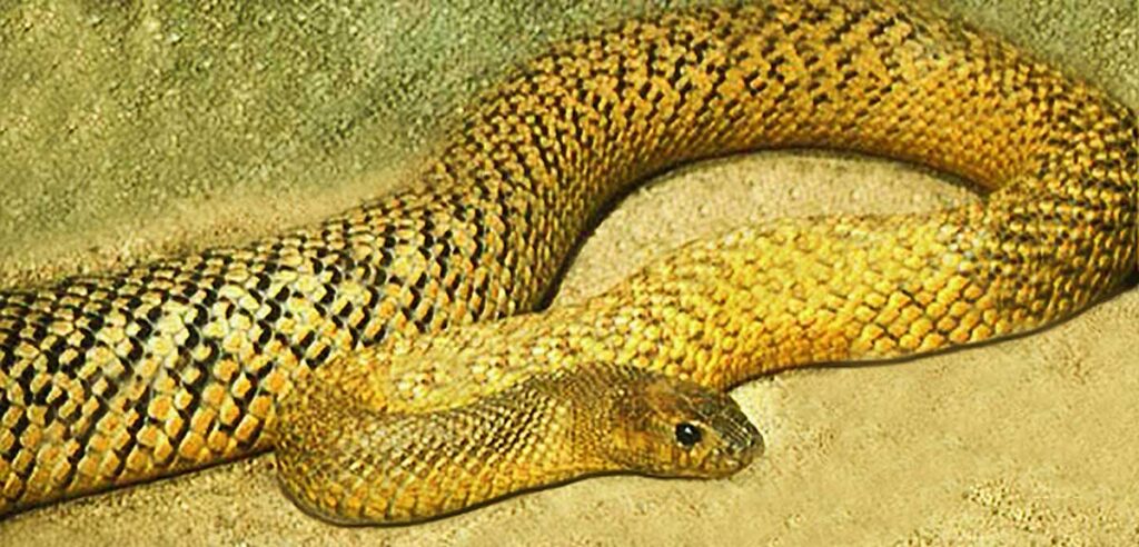 La serpiente taipán es considerada la más venenosa del mundo y vive en Australia.