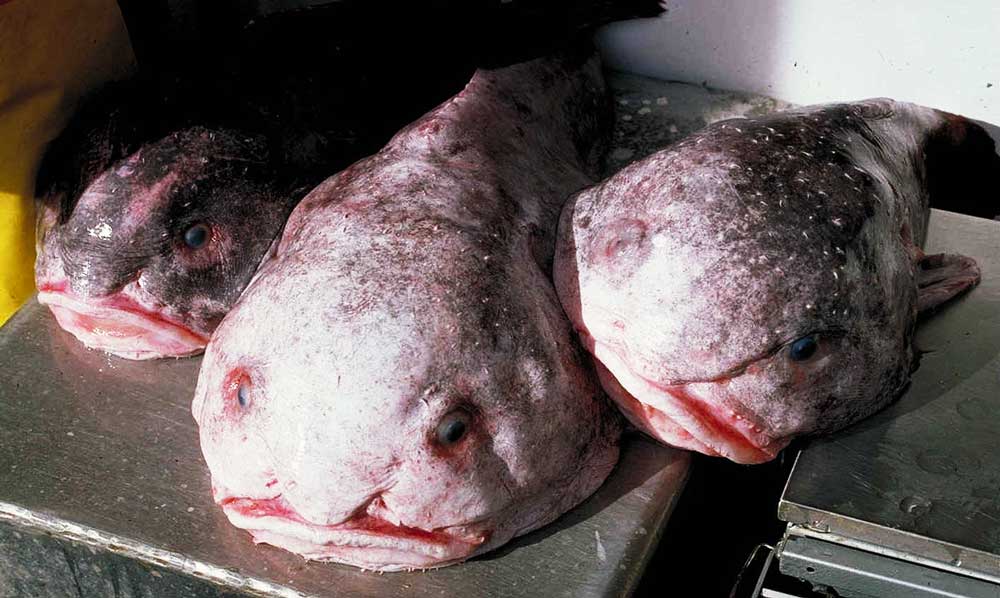 El pez gota o blobfish es de los más extraños del planeta. 