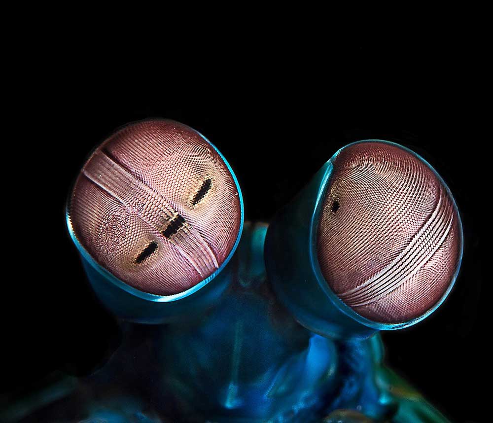Los ojos del camarón mantis.