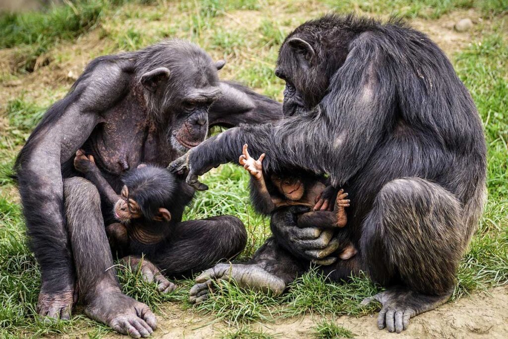 Los chimpancés poseen grandes capacidades intelectuales.