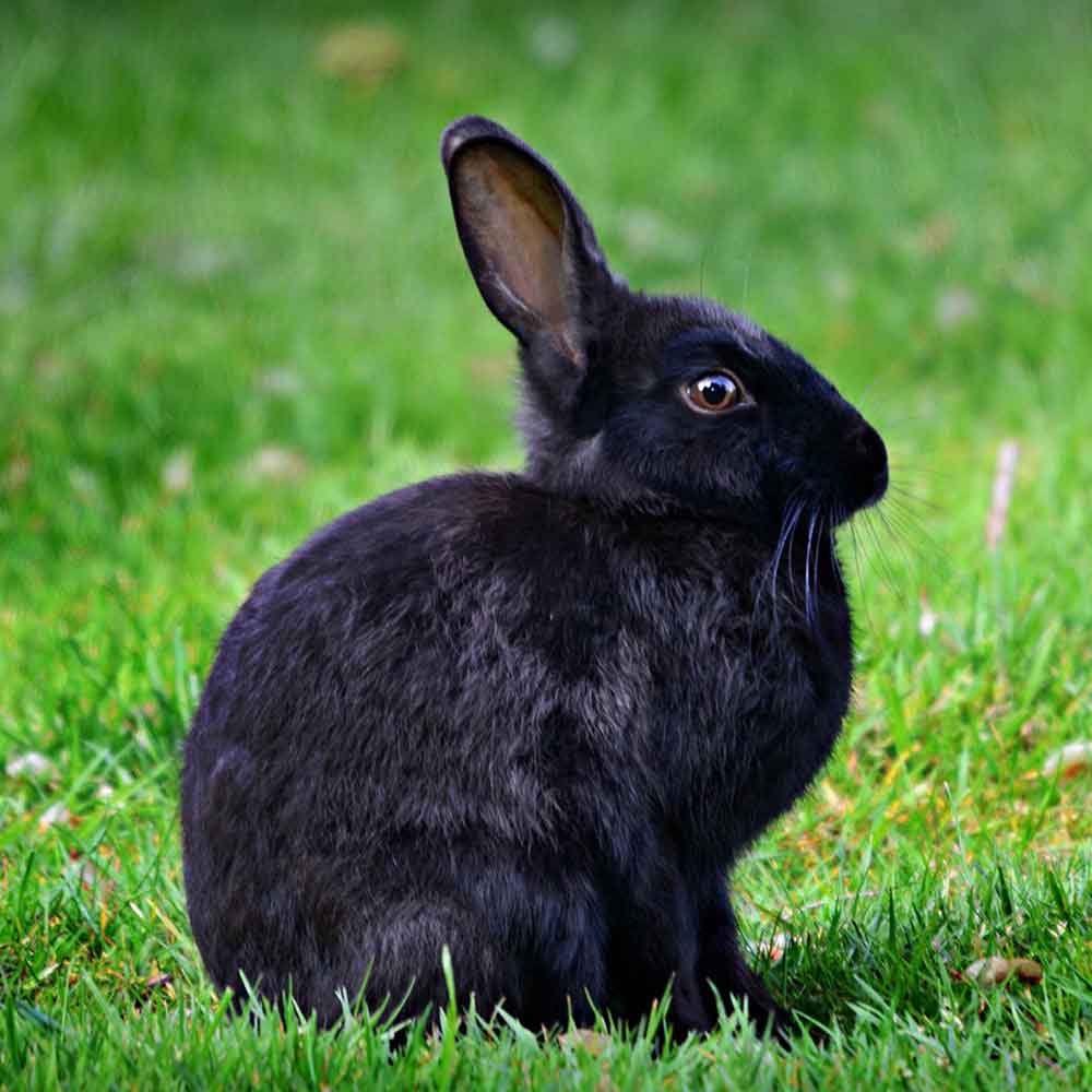 significado del conejo negro