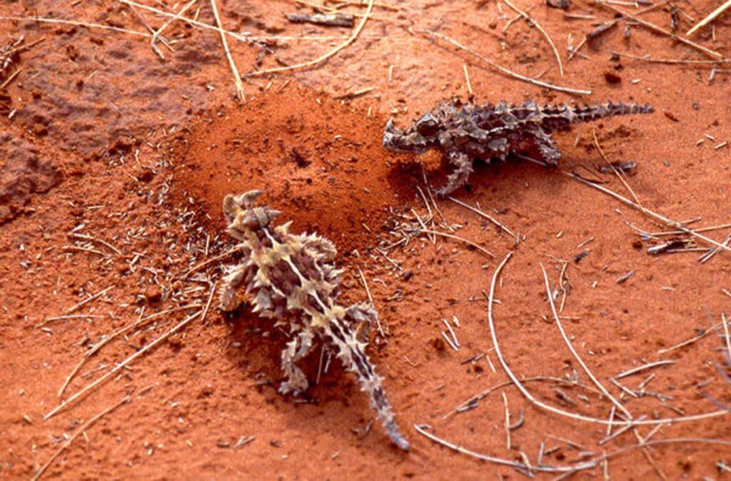 El diablo espinoso se alimenta principalmente de hormigas.