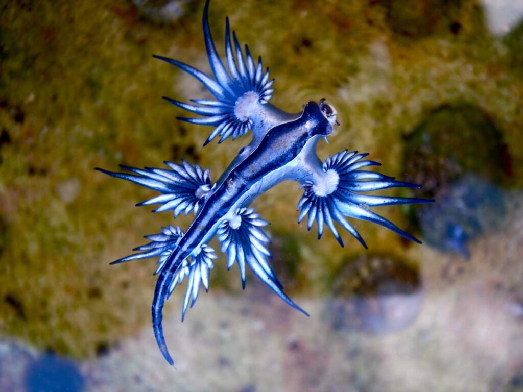 El dragón azul es un tipo de babosa marina aunque no lo parezca.