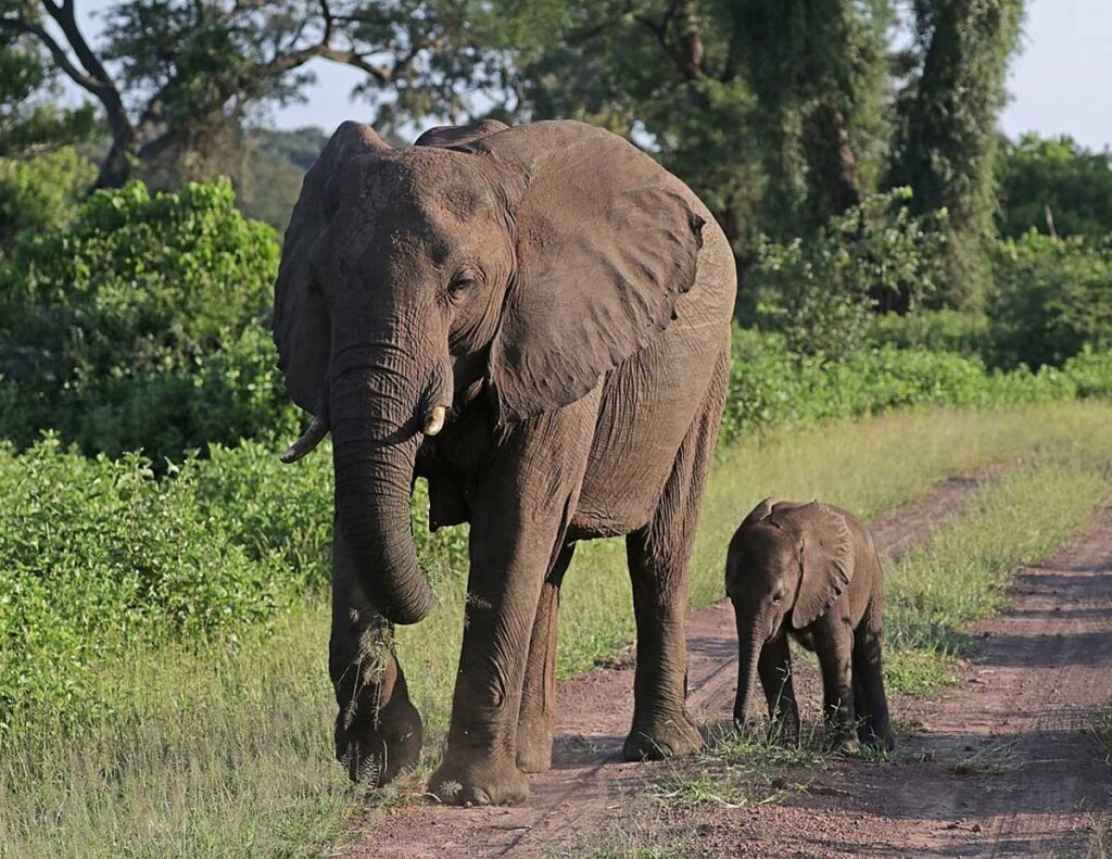 Elefante africano de Bosque con su cría.