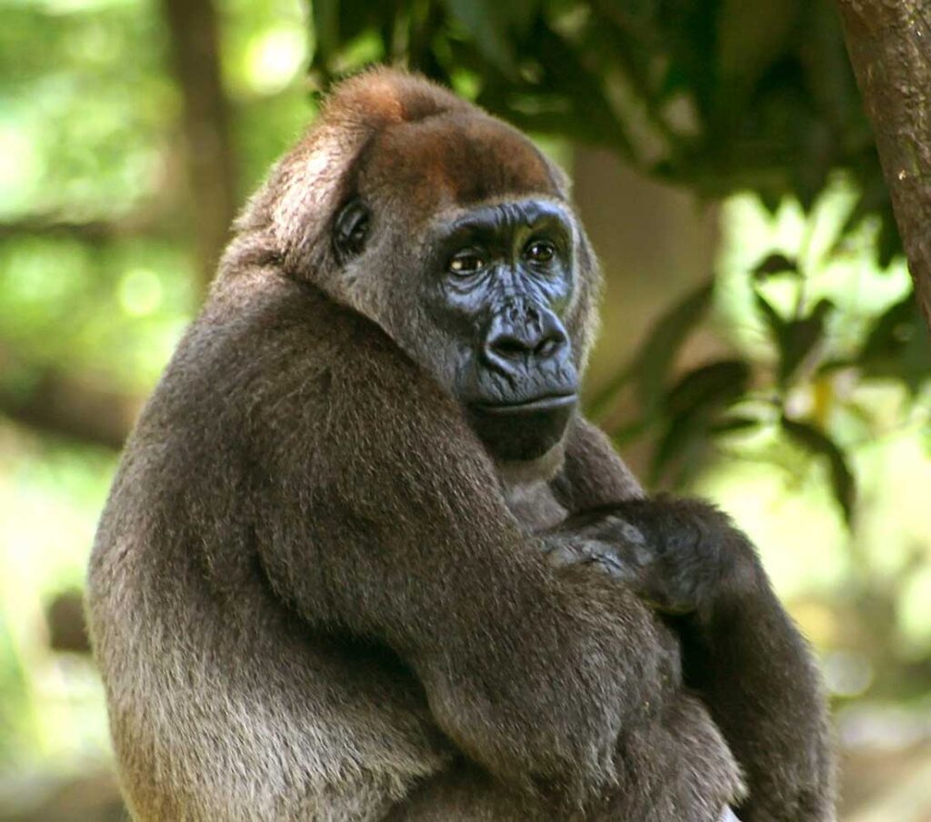 El gorila del río Cross en África.