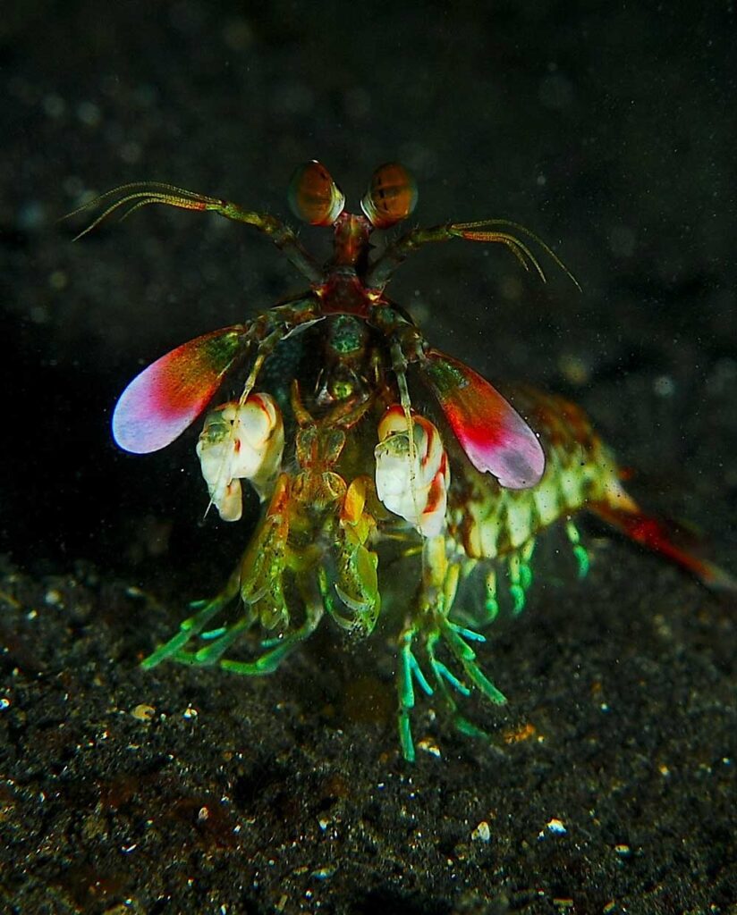 Los hábitos del camarón mantis.