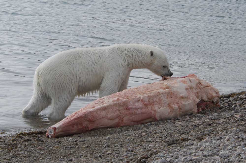 El oso polar es el principal depredador del Narval.