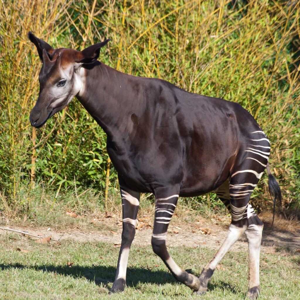 El Okapi pertenece a la familia de las jirafas aunque presenta unas rayas similares a la de la cebra.