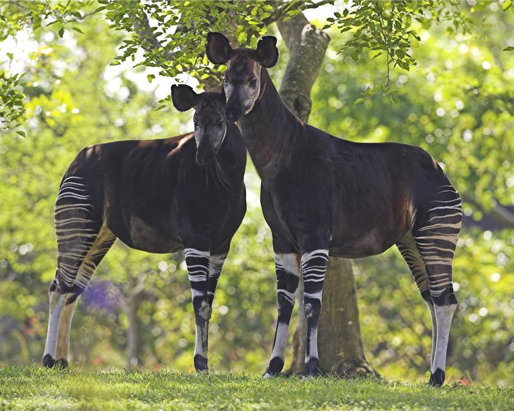Proceso reproductivo de los Okapis.