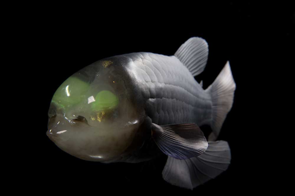 Microstoma o pez de cabeza transparente que vive en las profundidades marinas.