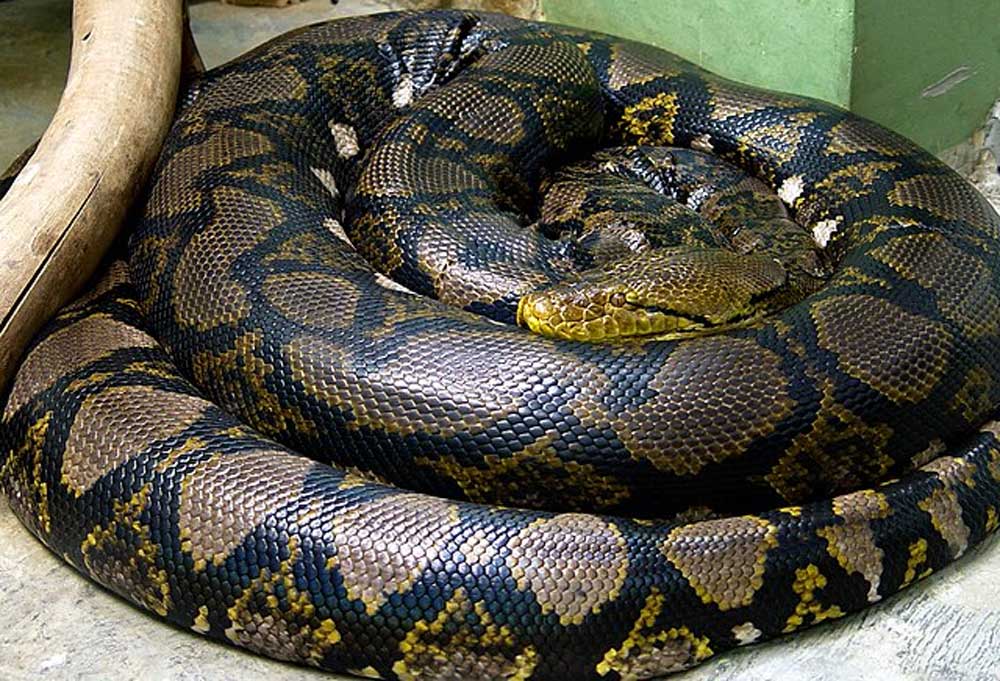 Pitón reticulada es la serpiente más grande.
