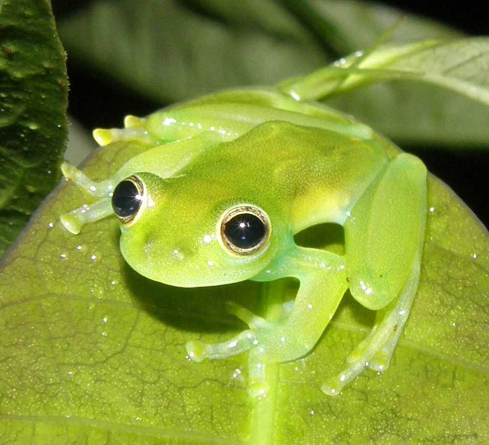 La rana de cristal es de color verde en alguna de sus especies.