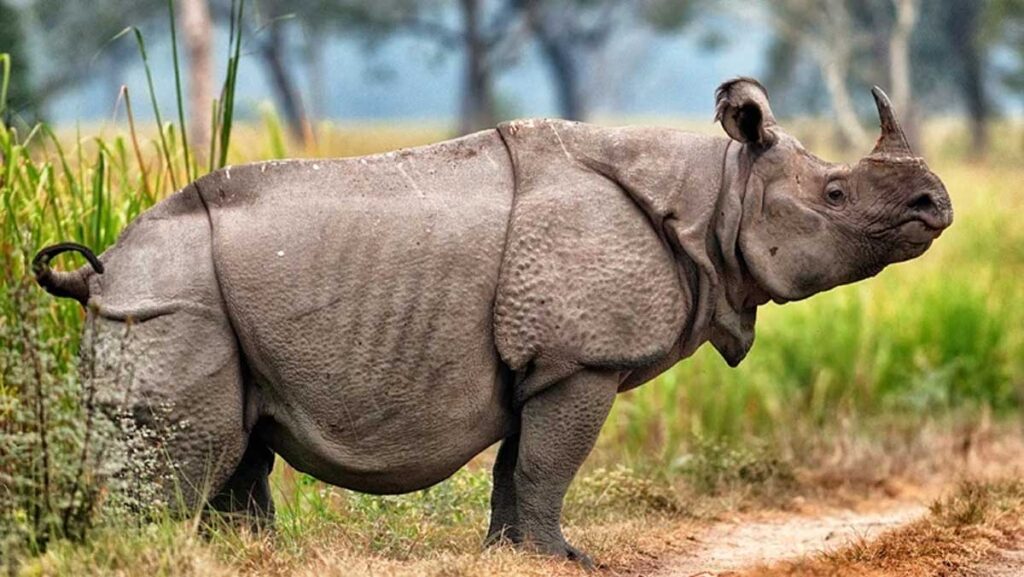 Rinoceronte de Java.