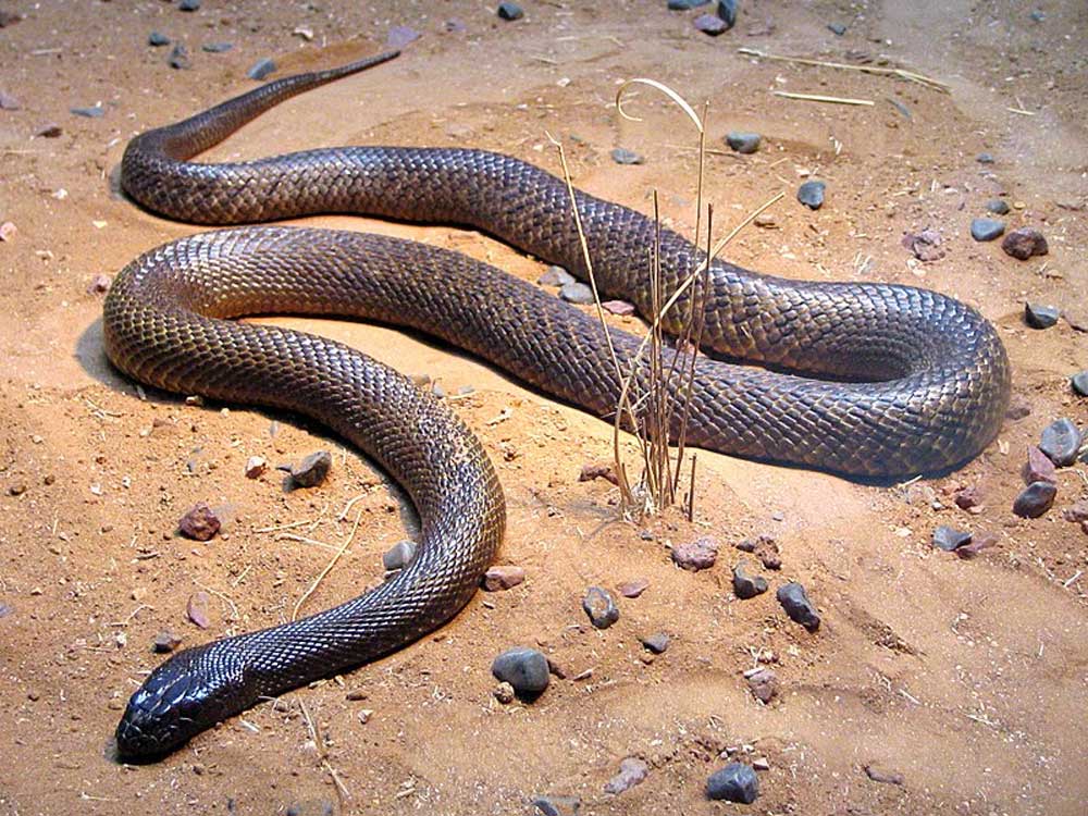 La serpiente Taipan de interior.
