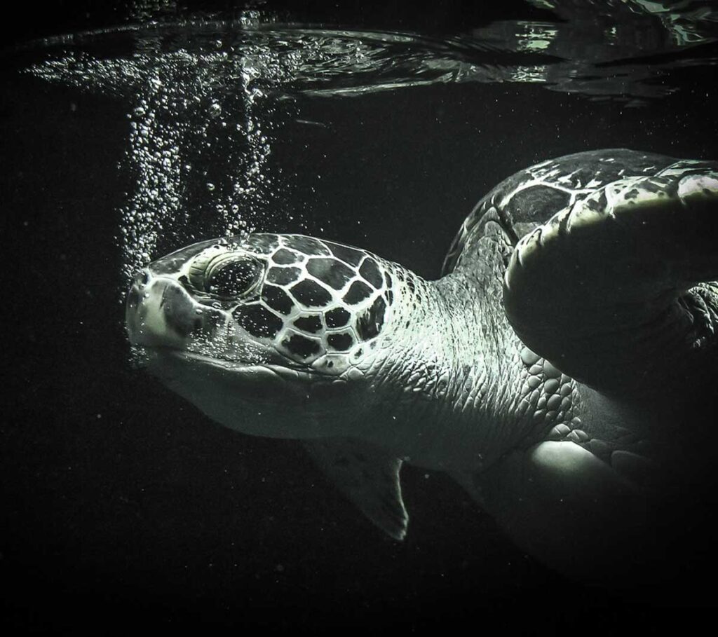 Simbología y significado de la tortuga y la tortuga marina.