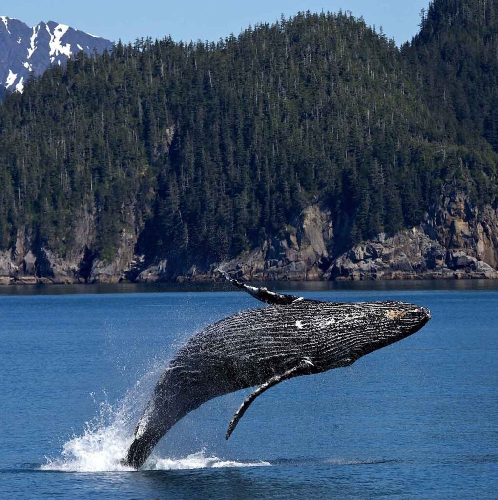 La ballena es el mamífero más grande del planeta.