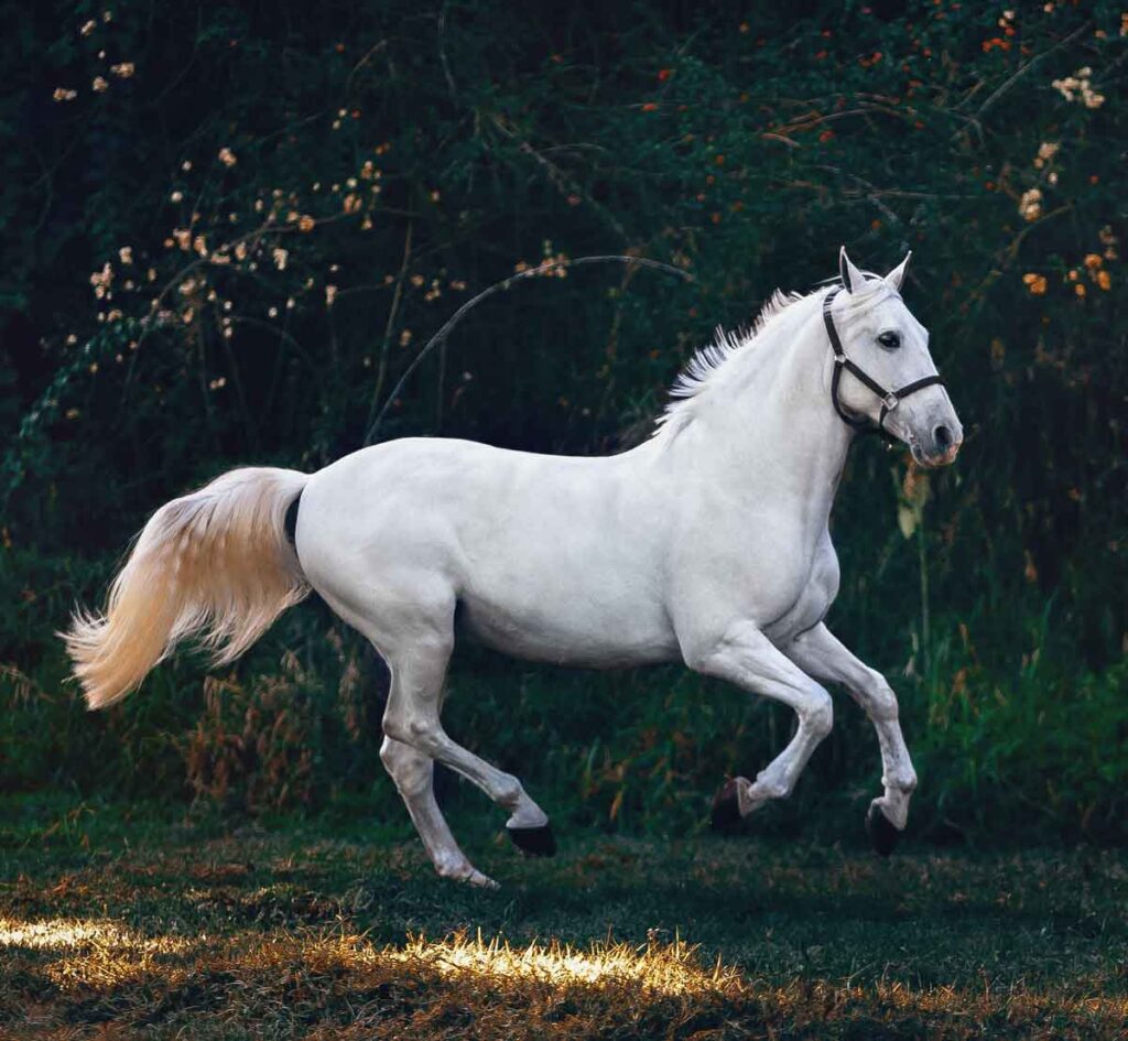 El caballo, su significado espiritual.