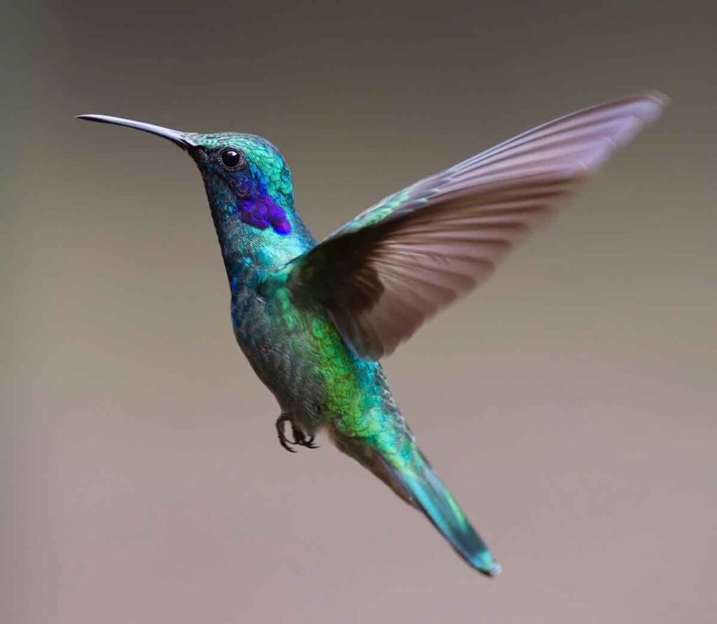 El significado y simbología del colibrí.