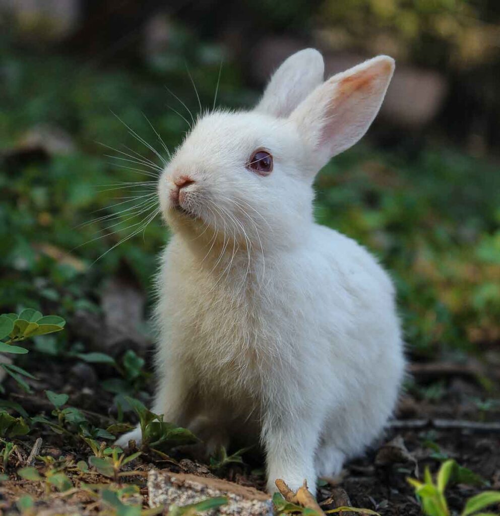 El conejo y su significado espiritual y simbólico.