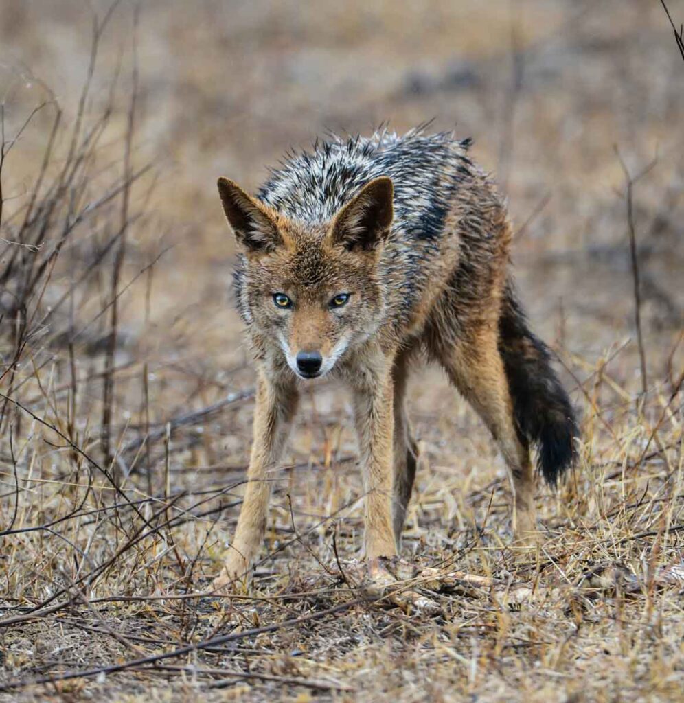 El coyote es un animal importante en las culturas nativas.