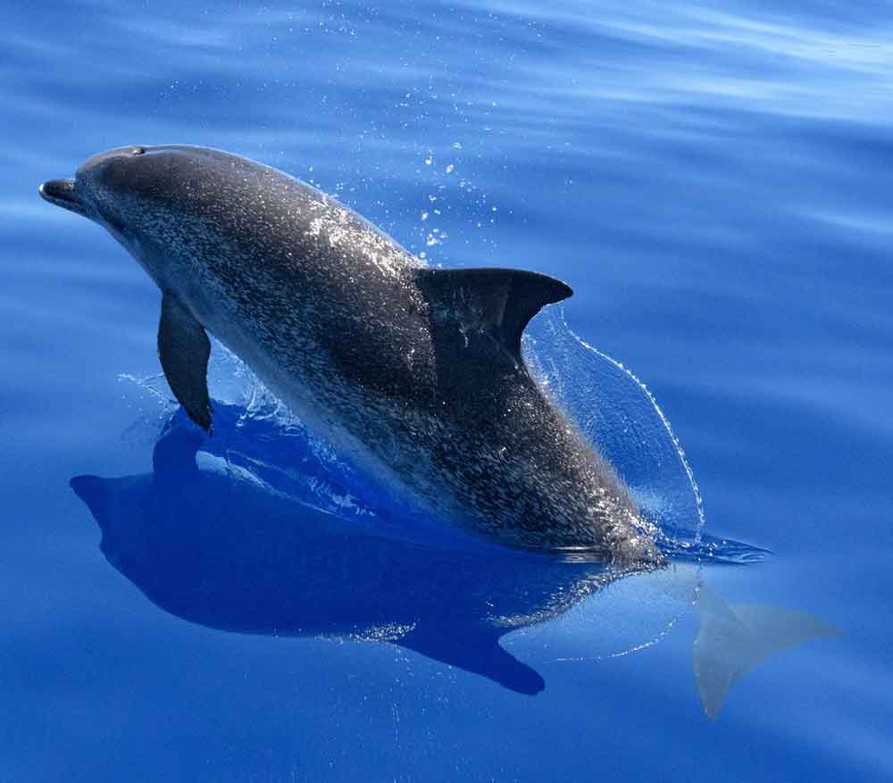 Los delfines como animales espirituales son fieles, intuitivos e inteligentes. 
