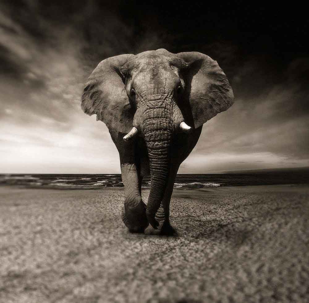 El elefante como animal espiritual es protector, fuerte e inteligente. 