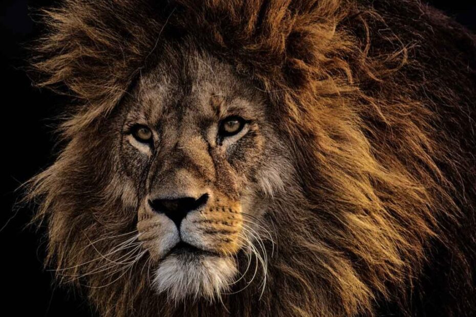 El león y su simbología o significado espiritual.