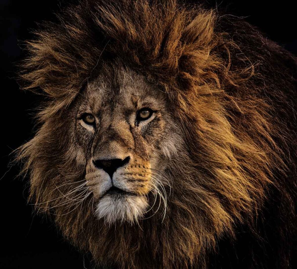 El león y su simbología o significado espiritual.