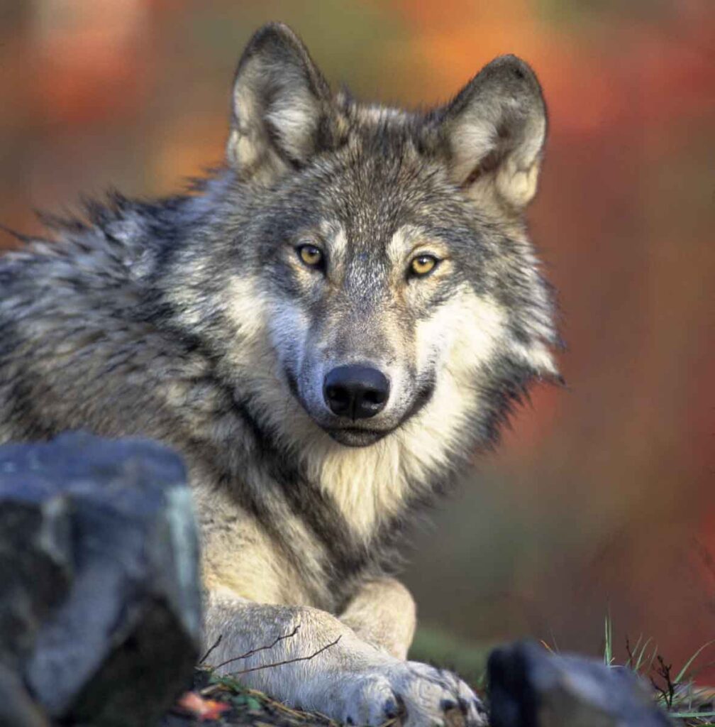 El lobo es uno de los animales que más aparece en la mitología y el folclore. 