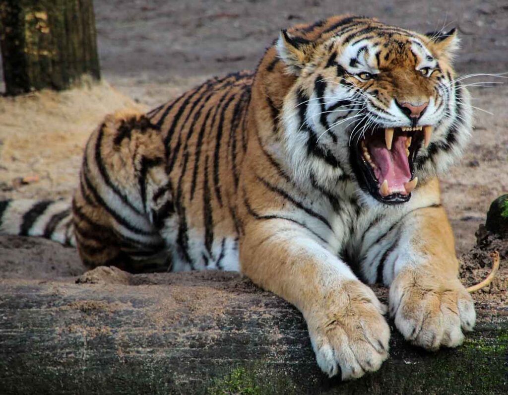 Significado espiritual y simbólico del tigre. 