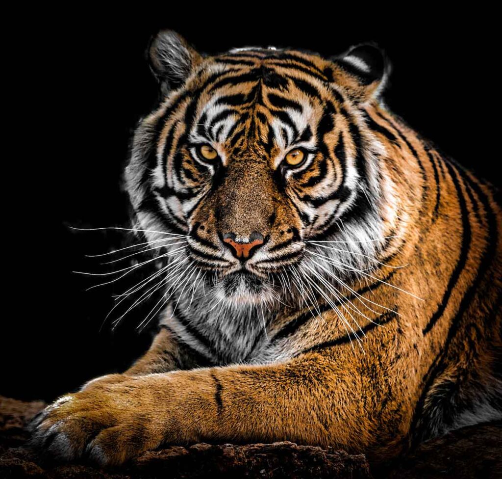 El tigre tiene un profundo significado espiritual.