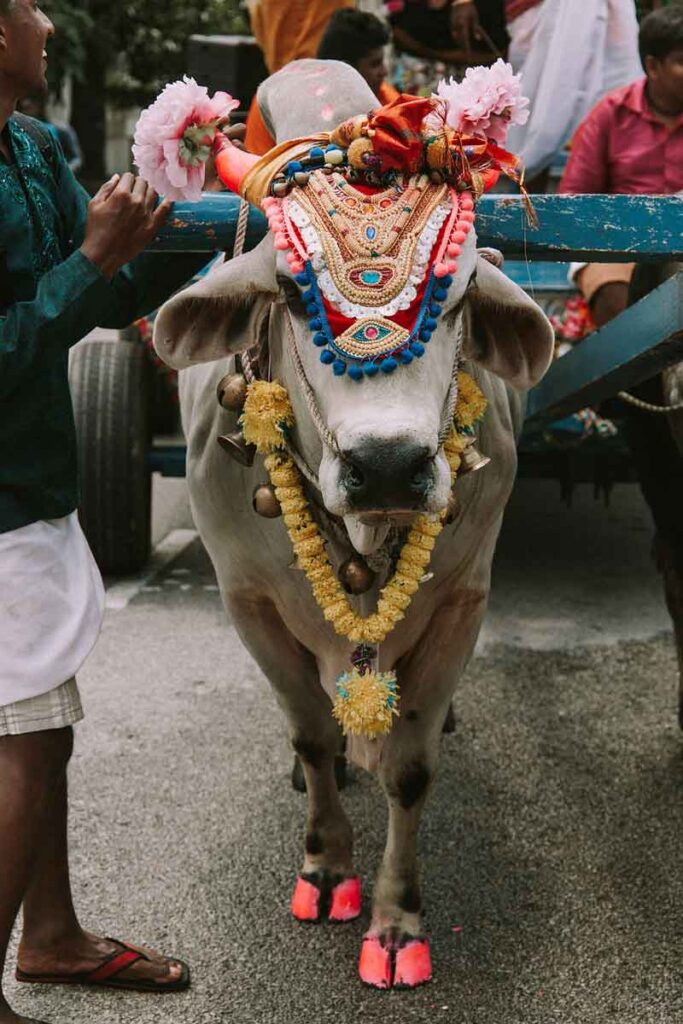 La simbología espiritual de la vaca en diferentes culturas. 