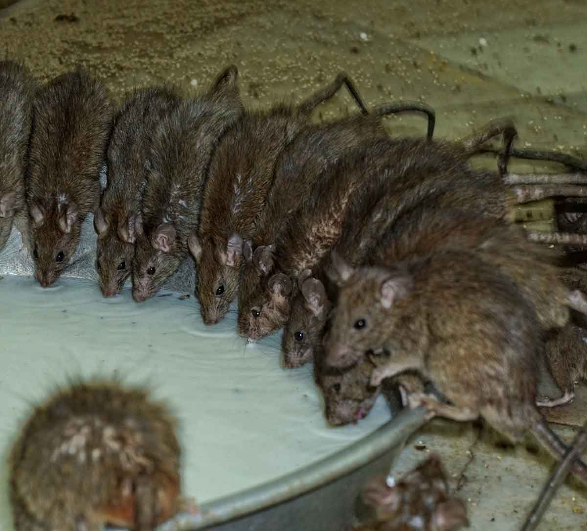 El templo de las ratas sagradas de Karmi Mata, en la India.